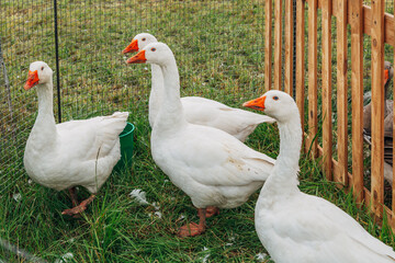 White geese in a pen