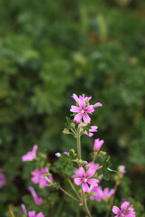 pink flowers in the garden