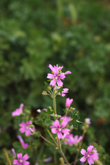 pink flowers in the garden