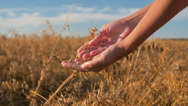 Golden oat stalks gently sway in agricultural field. Close up farmer hands against vast golden field checking grains cereal for ripeness. Serene blue sky, showcasing abundance of harvest season