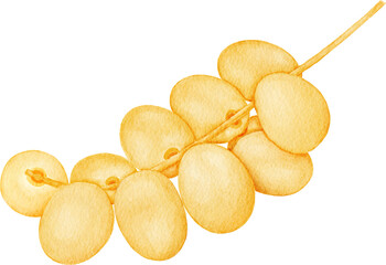 date palm fruit Watercolor