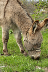 Donkey grazing eating grass on lawn in rural area