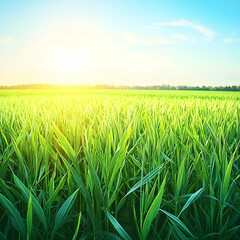 Obraz premium Lush green field at sunrise, peaceful landscape, agriculture, farming, natural beauty, ideal for agricultural websites or nature documentaries