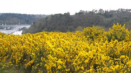 A close-up of some yellow flowers, in a field of broom in spring. La Roche-Bernard, France - March 26, 2025 