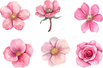 Botanical Watercolor Pink Rose Clipart