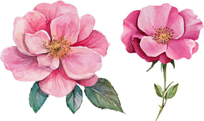 Obraz premium Watercolor Pink Rose Flower Clipart