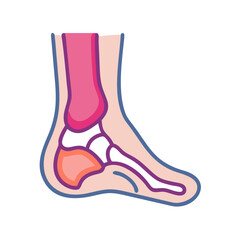  Modern Calcaneus Anatomy Icon