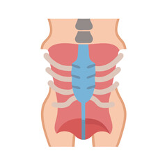  Erector Spinae Muscle Anatomy Icon Design