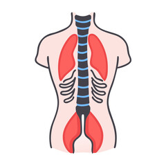  Modern Erector Spinae Muscle Anatomy Icon
