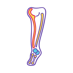  Fibula Anatomy Icon Design