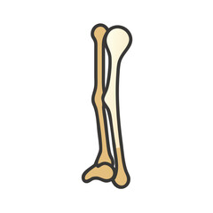  Stylish Fibula Anatomy Icon