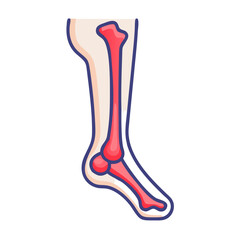  Stylish Fibula Bone Anatomy Icon