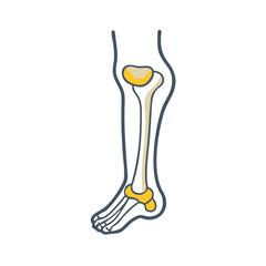  Fibula Joint Anatomy Icon