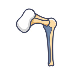  Humerus Structure Anatomy Icon