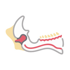  Distinct Maxilla Anatomy Icon © Xihan