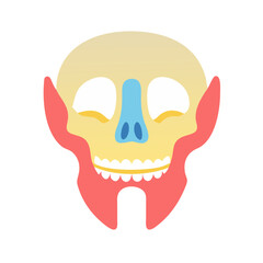  Stylish Maxilla Anatomy Icon © Xihan