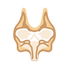  Nasal Bones Anatomy Icon Design