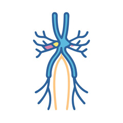  Modern Nerve Anatomy Icon