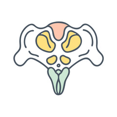 Stylish Occipital Bone Structure Anatomy Icon