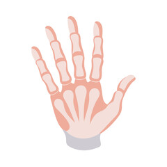 Creative Phalanges Hand Anatomy Icon