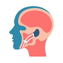  Pterygoid Muscles Anatomy Icon Design