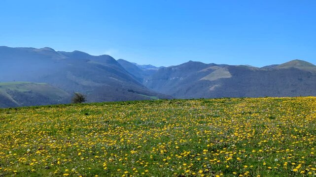 V&iacute;deo de um campo florido com flores Dente de Le&atilde;o e uma &aacute;rvore Solit&aacute;ria ao fundo no Pa&iacute;s Basco franc&ecirc;s