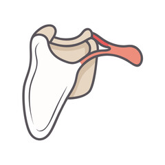  Stylish Scapula Anatomy Icon