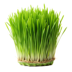Close view of vibrant green wheatgrass sprouting from a compact root structure base on transparent background