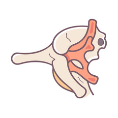  Supraspinous Fossa Anatomy Icon Design