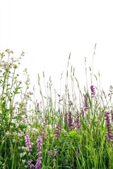 Obraz premium Serene meadow with vibrant purple flowers and lush green grass against a clean white backdrop capturing nature's beauty in a bright and airy style