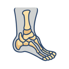  Creative Tarsals Anatomy Icon
