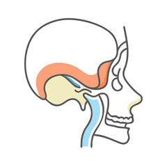  Temporomandibular Joint Anatomy Icon Design