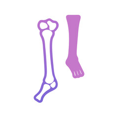  Tibia Structure Anatomy Icon