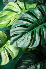 Fototapeta premium Closeup of Lush Tropical Leaves