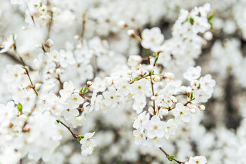 Minimalist cherry blossom branch with delicate white flowers and soft blurred background ideal for spring designs and seasonal themes