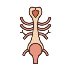  Distinct Vomer Anatomy Icon