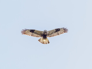 Rough-legged buzzard in flight