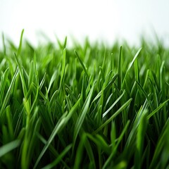 Fototapeta premium Vibrant Green Grass on White Background - Clean and Fresh Nature Image