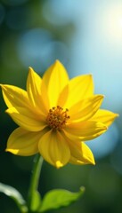 Obraz premium Yellow flower in soft sunlight, displaying intricate details, summer, petal, image