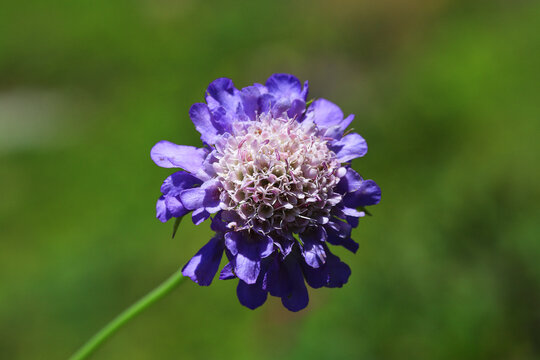 Close-up image of a purple flower on a green background.