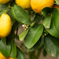 Lemon Trees Blossoming, Buds Close-Up