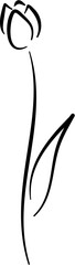 tulip line art flower decoration 