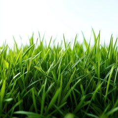 Fototapeta premium Vibrant Green Grass on White Background - Clean and Fresh Nature Image