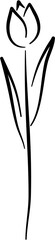tulip line art flower decoration 