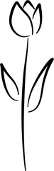 tulip line art flower decoration 