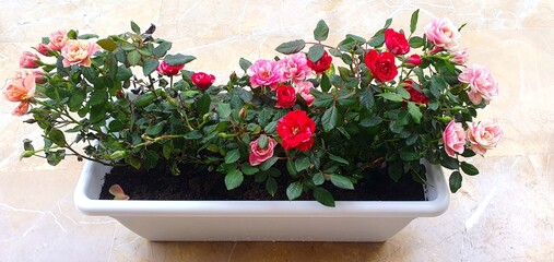 Garden rose close-up. Flower rose in the garden. Rose in a pot. Live flowers roses. Flower shop.