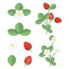 A set of strawberries,bushes in bloom,with berries,individual elements isolated on a white background.Vector collection for summer designs,strawberry packages.