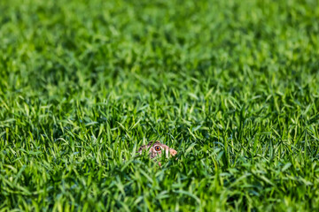 Lièvre brun tapi dans un champ.