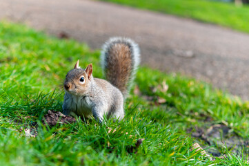 Alert gray squirrel standing on green grass with tail raised in natural park setting for nature and wildlife observation themes