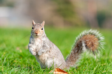 Gray squirrel standing upright on green lawn with tail curled and looking directly at camera in...